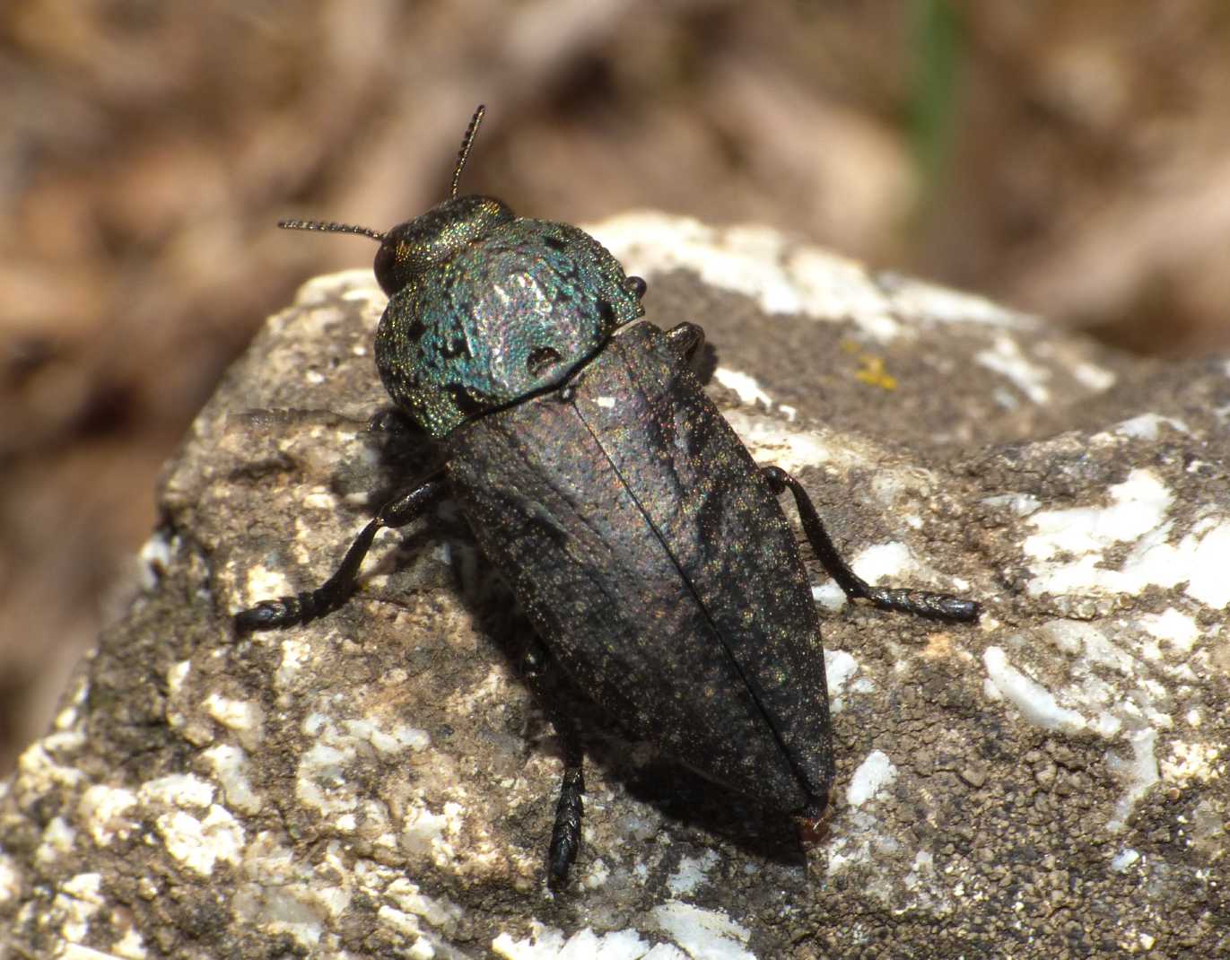 Capnodis tenebricosa